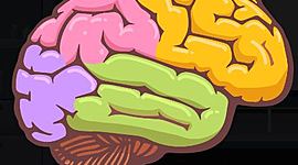 Timeline: EL CEREBRO           Y LA EVOLUCIÓN DEL SISTEMA NERVIOSO                                               (Estudiante: Diana Ramos)UMB