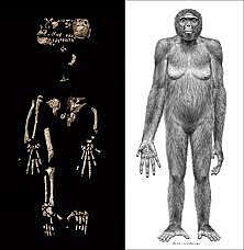 Ardipithecus ramidus
