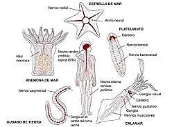 Organización nerviosa
