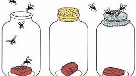 Timeline: Generación Espontanea