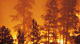 Timeline: australia's wild fires