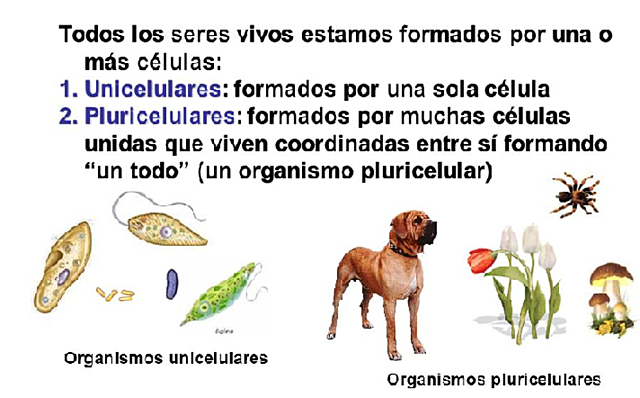 Cèl·lules organismes vius