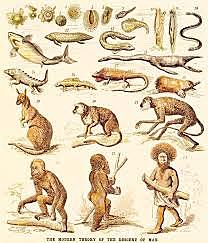 Teoría evolutiva Darwin