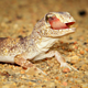 220px ptenopus carpi carp's barking gecko licking eye chantelle bosch