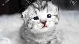 Timeline: Lavell Hardman