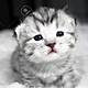 89185780 beautiful kitten portrait baby kitten with lovely sad eyes