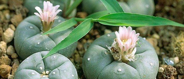 Employment Division v. Smith