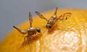 Primer seqüenciament