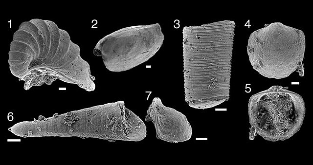 Fossils are Found...with two shells?