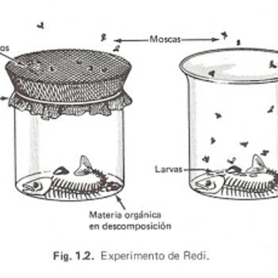 Timeline: La generación espontánea y la biogénesis