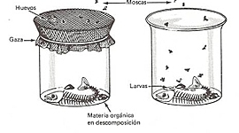 Timeline: La generación espontánea y la biogénesis