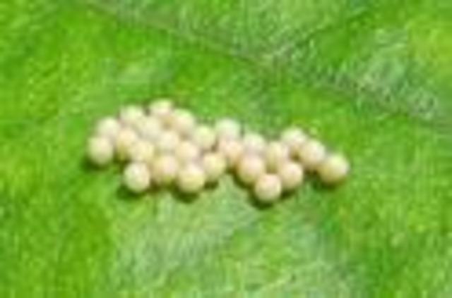 Adult female lays the eggs