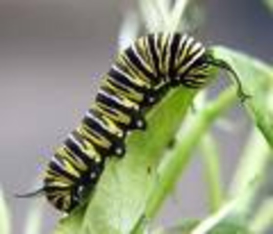 Egg hatches into Caterpillar