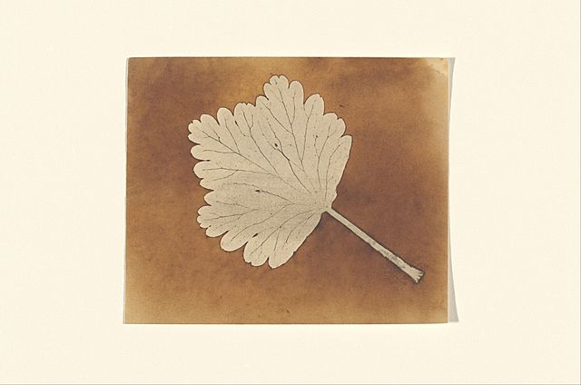Photogenic Drawing - Leaf