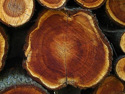 ORIGEN DE MATERIAL VEGETAL