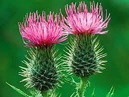 MATERIELES  DE ORIGEN VEGETAL