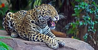 MATERIALES DE ORIGEN ANIMAL