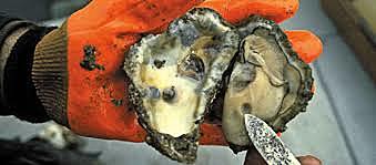Oyster disease called MSX hits Virginia portion of the Chesapeake Bay c