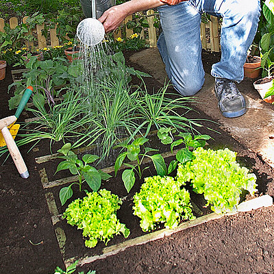 Timeline: L'ORTO E LE SUE FASI
