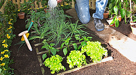 Timeline: L'ORTO E LE SUE FASI