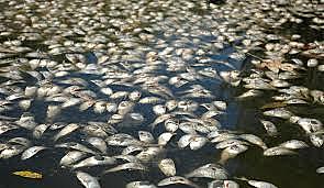 Chesapeake bay dead zone are increasing and becoming a major issue in the bay