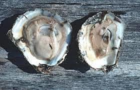 Dermo disease hits Maryland and devastates the oyster
