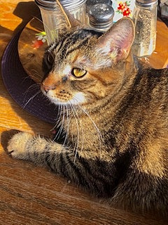 date of getting my cat.