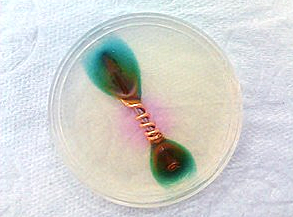 Italian scientist Luigi Galvani discovered the Galvanic action in living tissue