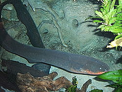 Electric Fish
