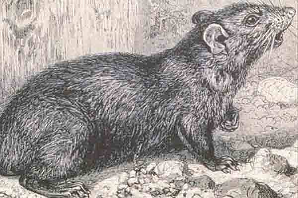 Aparición de la peste negra