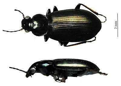 Capturó insectos con Frederick William Hope