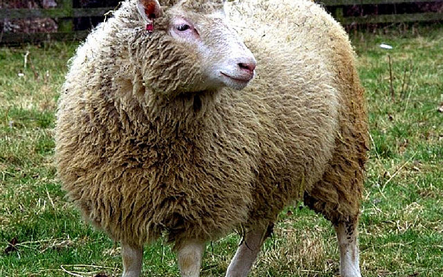 OVEJA DOLLY