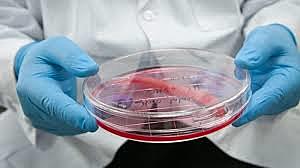 ÓRGANOS CREADOS EN LABORATORIO