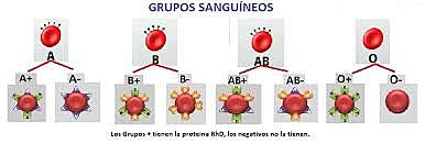 Los grupos sanguíneos