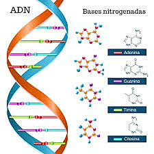 Estructura del ADN