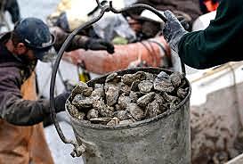 Maryland oyster harvest is at an all time low with only 80,000 bushels being harvested, 4% of the 1884 harvest