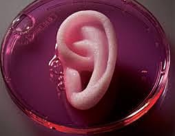 Primer transplante de un órgano completo cultivado