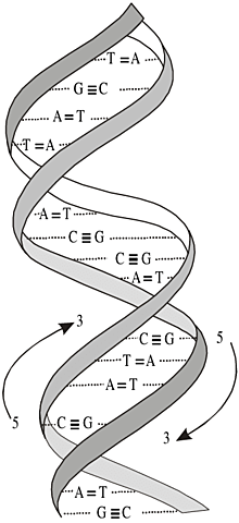 La doble hélice del ADN