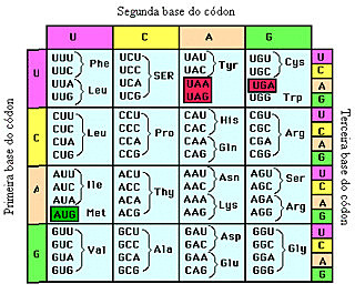 Se descifra el código genético