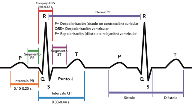ELECTROCARDIOGRAMA PRIMITIVO.