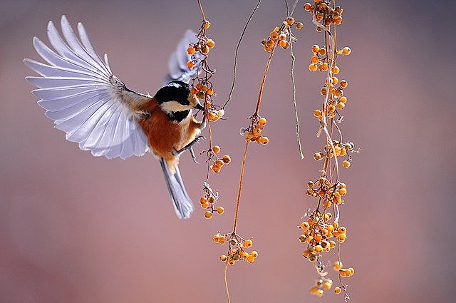 Carl Von Voit y Max Rubner