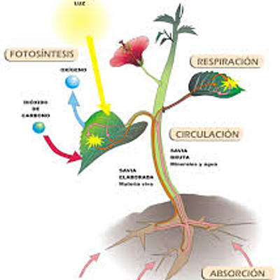Timeline: Linea de tiempo de autotrofos y heterotrofos