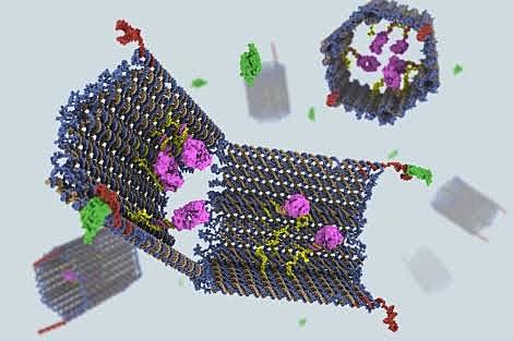 Creacion de estructuras de ADN a nanoescala