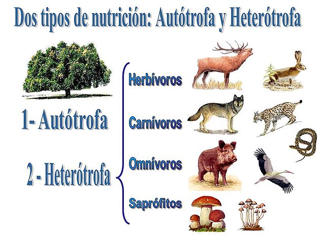 los diferentes tipos de nutrición en los seres vivos