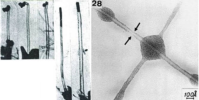 Primera evidencia de la existencia de nanotubos de carbono.