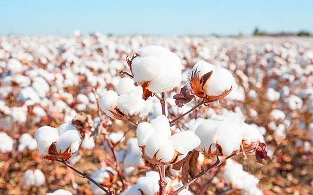 Producción de algodoneras