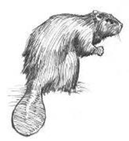 HBC and the NWC merge