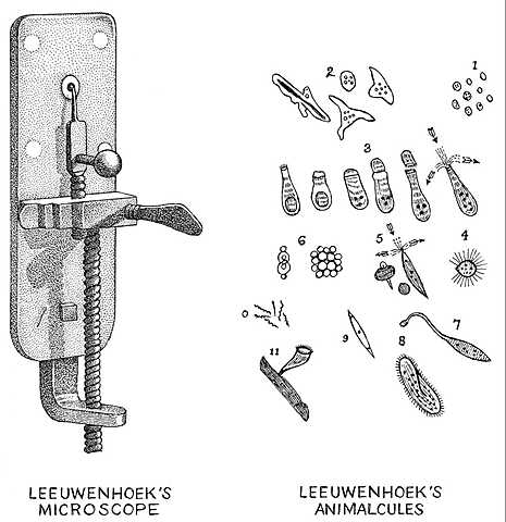 Anton van Leeuwenhoek