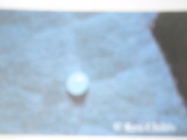 Adult female lays an  egg