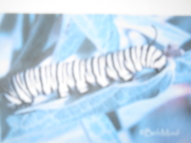 The egg hatches into a caterpillar. The caterpillar eats and eats and eats!!